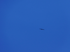 Ictinia mississippiensis