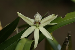 Prosthechea baculus