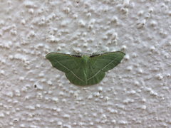 Dichorda illustraria