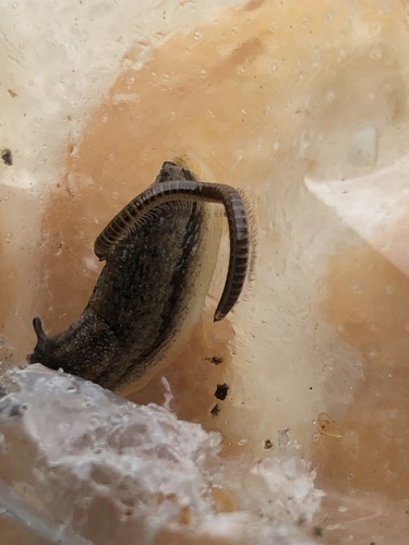 Leptoiulus belgicus