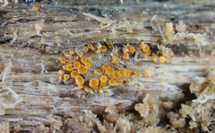 Arachnopeziza trabinelloides