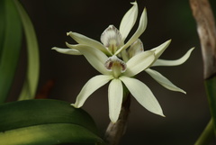 Prosthechea baculus