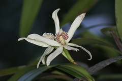 Prosthechea baculus