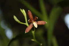 Prosthechea livida