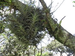 Tillandsia incarnata