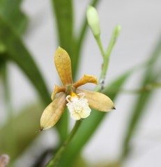 Prosthechea livida