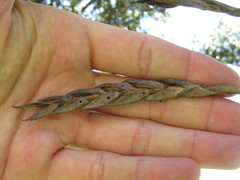 Tillandsia incarnata