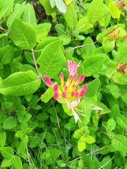 Lonicera caprifolium