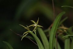 Prosthechea rhynchophora