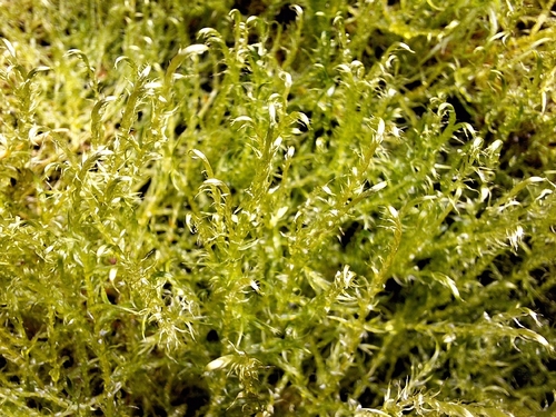Drepanocladus aduncus observed 2026-10-10