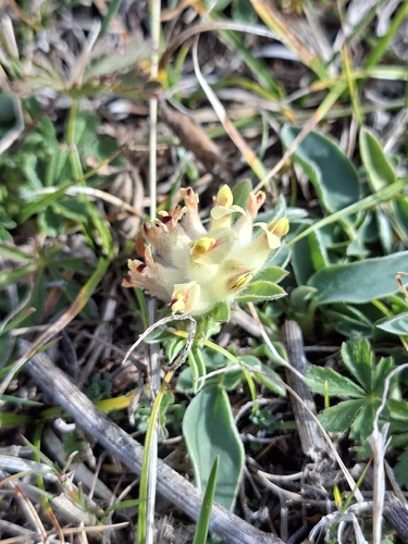 Common Kidney-Vetch