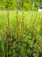 Galium mollugo