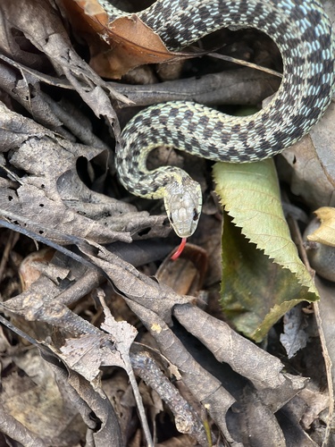 Common Garter Snake