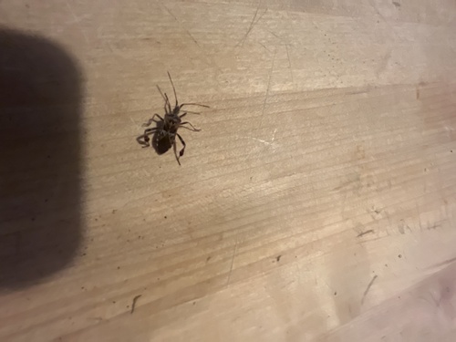 Western Conifer Seed Bug