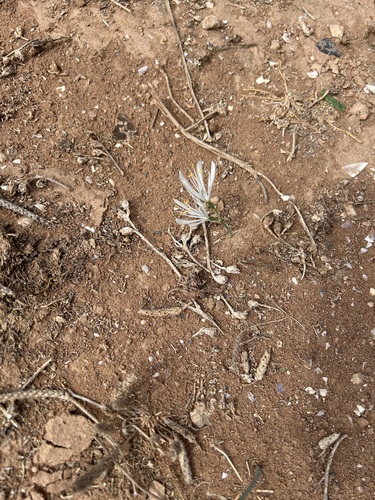 Hannonia hesperidum