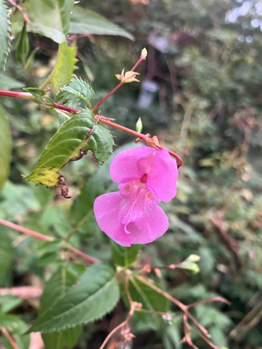 Himalayan balsam