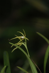Prosthechea rhynchophora