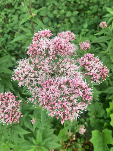 hemp agrimony