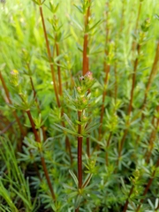 Galium mollugo
