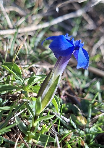 spring gentian