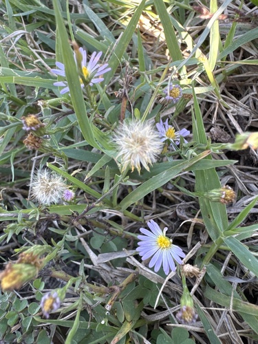 southern annual saltmarsh aster