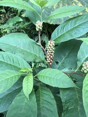 Phytolacca japonica
