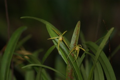 Prosthechea rhynchophora