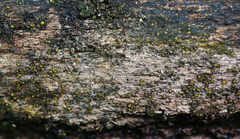Berkleasmium conglobatum