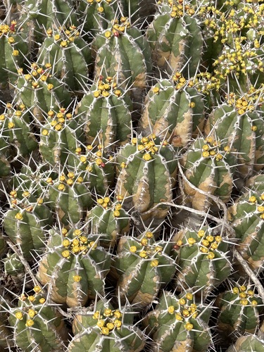Euphorbia officinarum