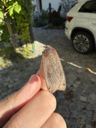 Large Yellow Underwing