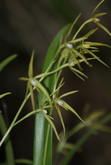 Prosthechea rhynchophora