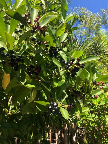 Shoebutton Ardisia, photographed near here