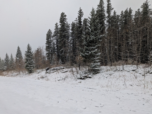 Grizzly Bear sighting near Division No. 15