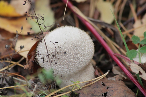 Lycoperdon marginatum observed 2026-10-11