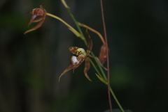 Rhynchostele cordata