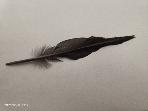 Plume de Pic noir