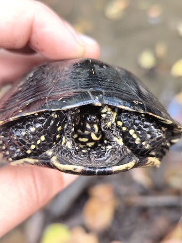 European Pond Turtle