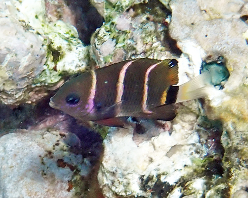 Plectroglyphidodon phoenixensis observed 2026-10-10