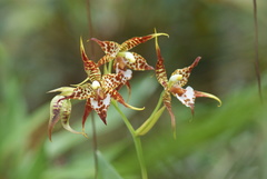 Rhynchostele cordata