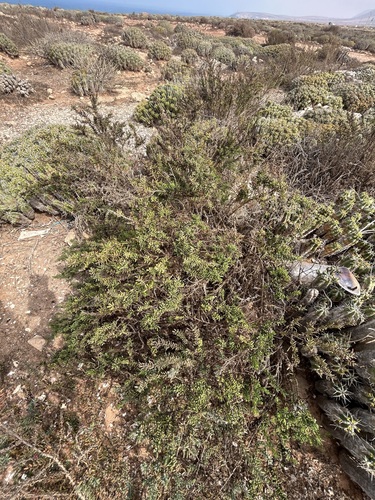 Shrubby Seablite