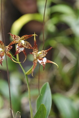 Rhynchostele cordata