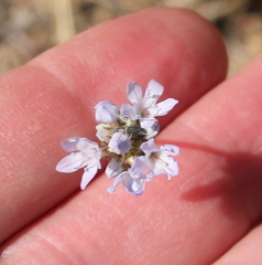 Gilia capitata abrotanifolia