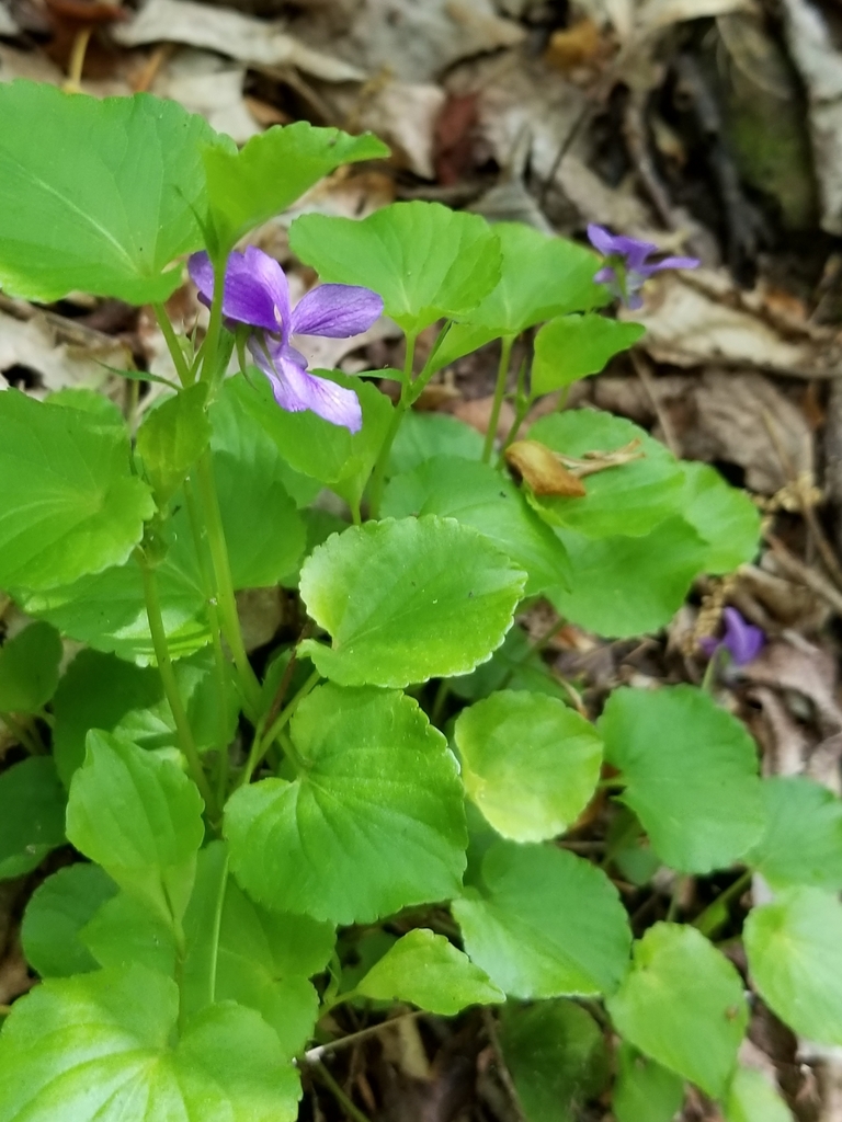 Labrador Violet Invasive Labrador violet from Huntingdon County, PA, USA on May 24, 2020 at 03: ...