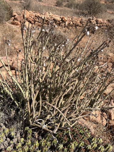 Kleinia anteuphorbium