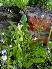 Viola arvensis