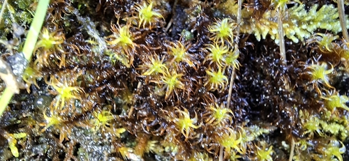 Geheebia gigantea observed 2026-10-11