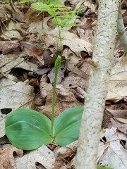 Platanthera orbiculata