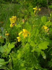 Chelidonium majus