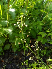 Capsella bursa-pastoris