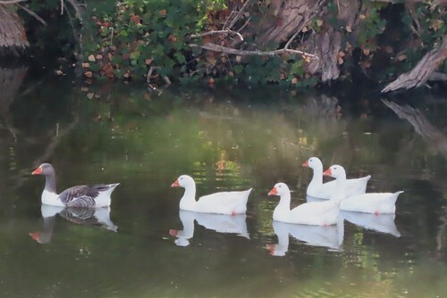 Greylag Goose